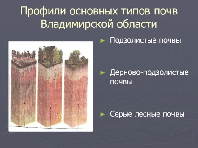 Профили основных типов почв Владимирской области Подзолистые почвы Дерново-подзолистые почвы Серые лесные почвы