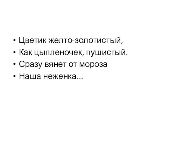 Цветик желто-золотистый, Как цыпленочек, пушистый. Сразу вянет от мороза Наша неженка...