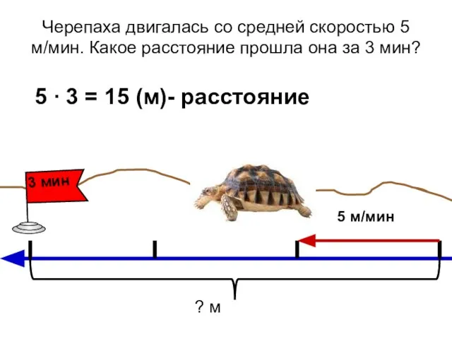 Черепаха двигалась со средней скоростью 5 м/мин. Какое расстояние прошла она за