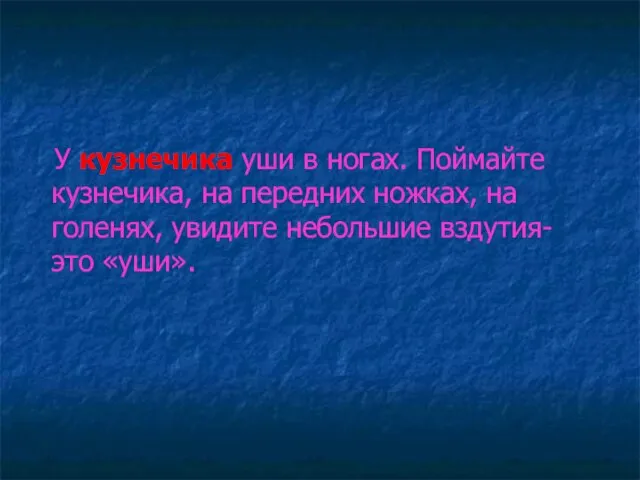 У кузнечика уши в ногах. Поймайте кузнечика, на передних ножках, на голенях,