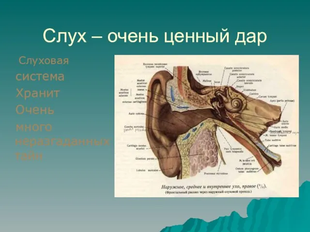 Слух – очень ценный дар Слуховая система Хранит Очень много неразгаданных тайн