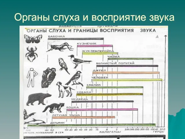 Органы слуха и восприятие звука