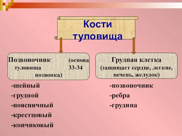 -шейный -грудной -поясничный -крестцовый -копчиковый -позвоночник -ребра -грудина