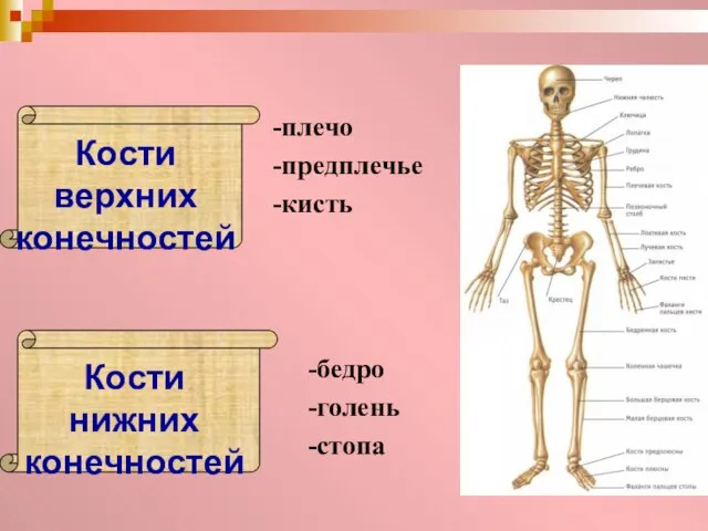 -плечо -предплечье -кисть -бедро -голень -стопа