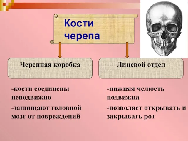 -кости соединены неподвижно -защищают головной мозг от повреждений -нижняя челюсть подвижна -позволяет открывать и закрывать рот