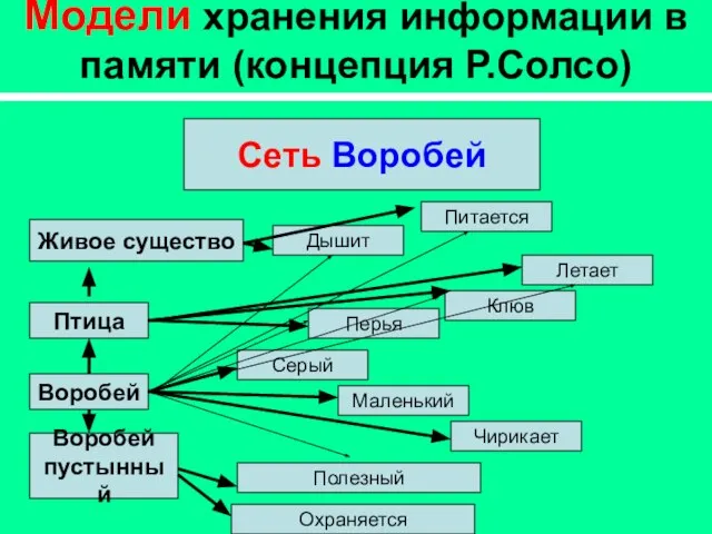 Модели хранения информации в памяти (концепция Р.Солсо) Сеть Воробей Живое существо Птица