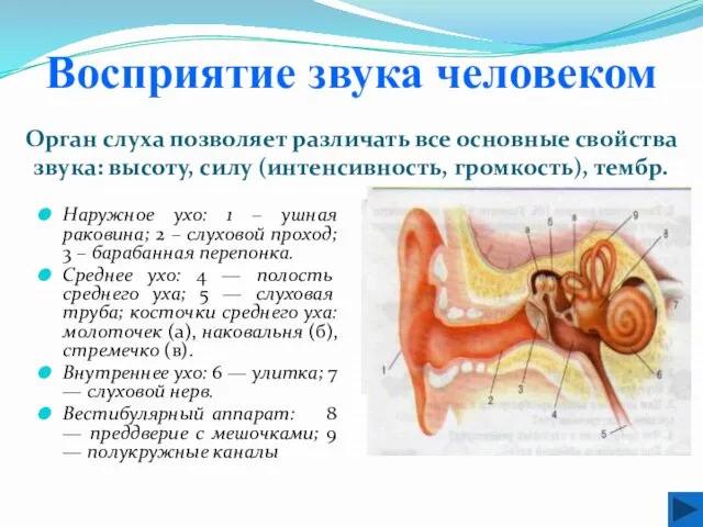 Восприятие звука человеком Наружное ухо: 1 – ушная раковина; 2 – слуховой