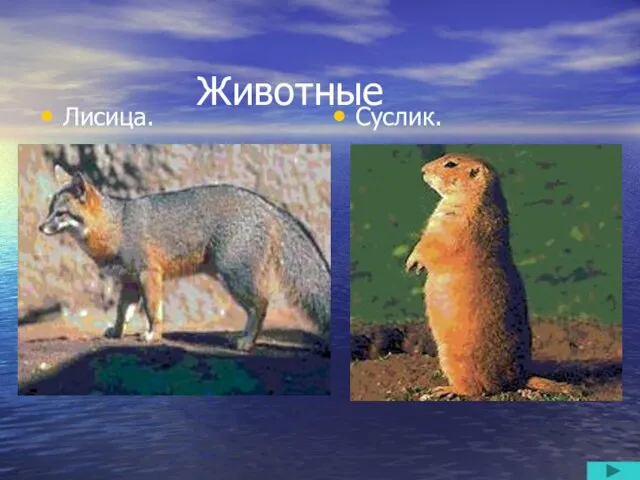 Животные Лисица. Суслик.