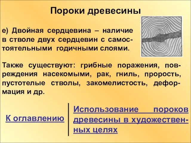 Пороки древесины Пороки древесины е) Двойная сердцевина – наличие в стволе двух