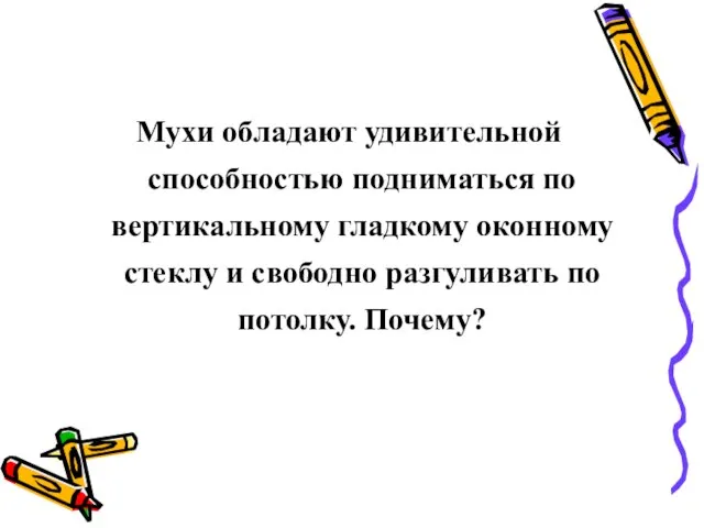 Мухи обладают удивительной способностью подниматься по вертикальному гладкому оконному стеклу и свободно разгуливать по потолку. Почему?