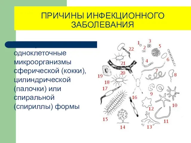 ПРИЧИНЫ ИНФЕКЦИОННОГО ЗАБОЛЕВАНИЯ Бактерии - одноклеточные микроорганизмы сферической (кокки), цилиндрической (палочки) или спиральной (спириллы) формы