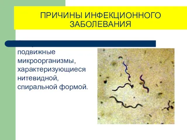 ПРИЧИНЫ ИНФЕКЦИОННОГО ЗАБОЛЕВАНИЯ Спирохеты - подвижные микроорганизмы, характеризующиеся нитевидной, спиральной формой.