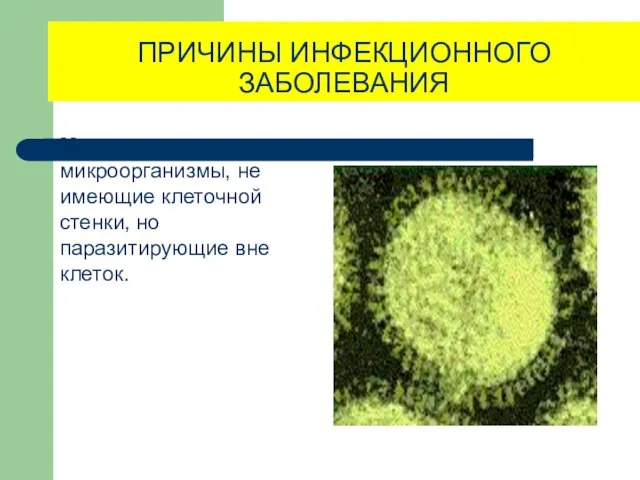 ПРИЧИНЫ ИНФЕКЦИОННОГО ЗАБОЛЕВАНИЯ Микоплазмы - микроорганизмы, не имеющие клеточной стенки, но паразитирующие вне клеток.