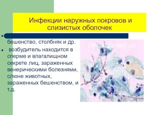 Инфекции наружных покровов и слизистых оболочек сифилис, гонорея, бешенство, столбняк и др.