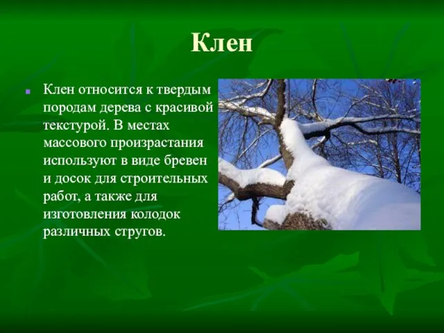 Клен Клен относится к твердым породам дерева с красивой текстурой. В местах