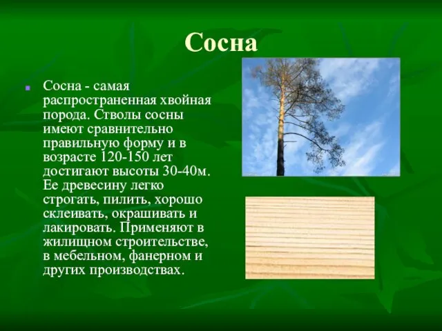 Сосна Сосна - самая распространенная хвойная порода. Стволы сосны имеют сравнительно правильную