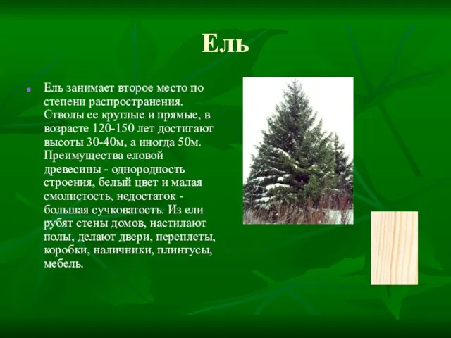 Ель Ель занимает второе место по степени распространения. Стволы ее круглые и