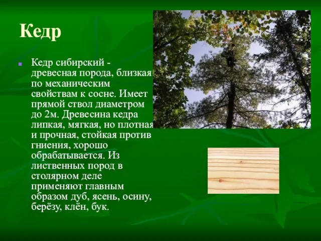 Кедр Кедр сибирский - древесная порода, близкая по механическим свойствам к сосне.