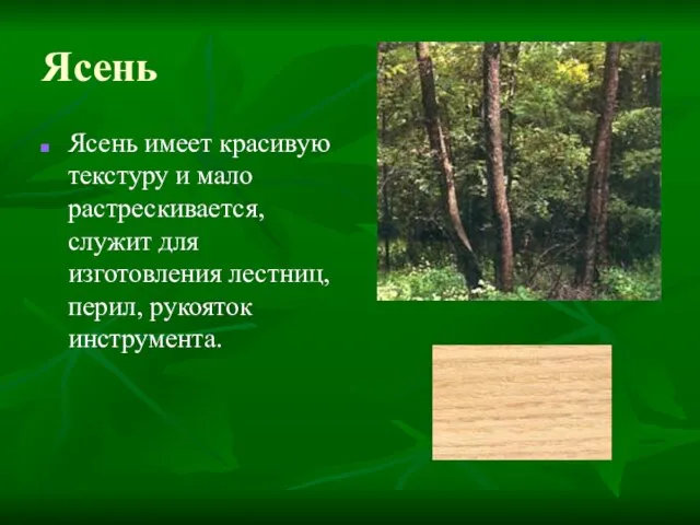 Ясень Ясень имеет красивую текстуру и мало растрескивается, служит для изготовления лестниц, перил, рукояток инструмента.