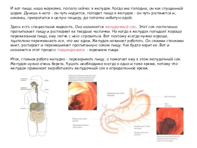 И вот пища, наша морковка, попала сейчас в желудок. Когда мы голодны,