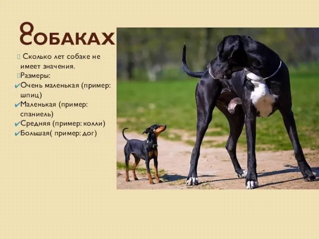 О СОБАКАХ… Сколько лет собаке не имеет значения. Размеры: Очень маленькая (пример: