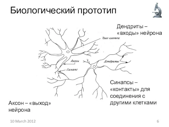 Биологический прототип 10 March 2012 Дендриты – «входы» нейрона Синапсы – «контакты»