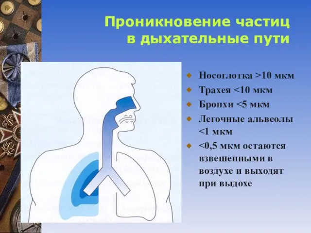 Проникновение частиц в дыхательные пути Носоглотка >10 мкм Трахея Бронхи Легочные альвеолы