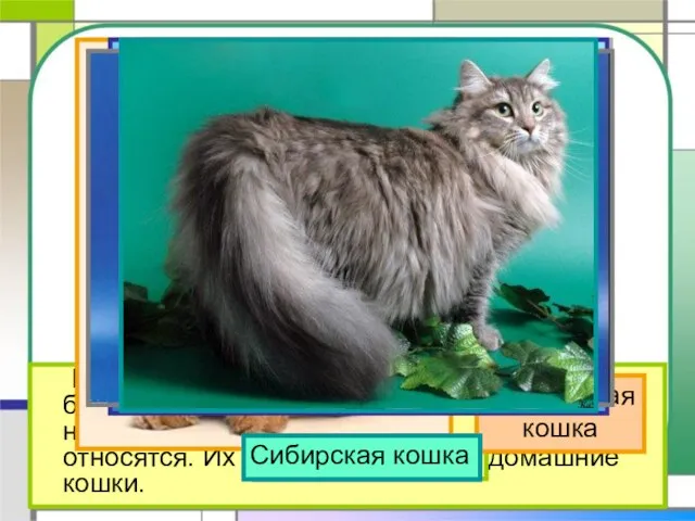 На свете около 60 разных пород кошек. Но большинство тех кошек, которые