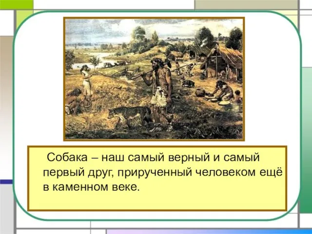 Собака – наш самый верный и самый первый друг, прирученный человеком ещё в каменном веке.