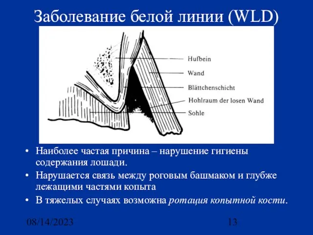 08/14/2023 Заболевание белой линии (WLD) Наиболее частая причина – нарушение гигиены содержания