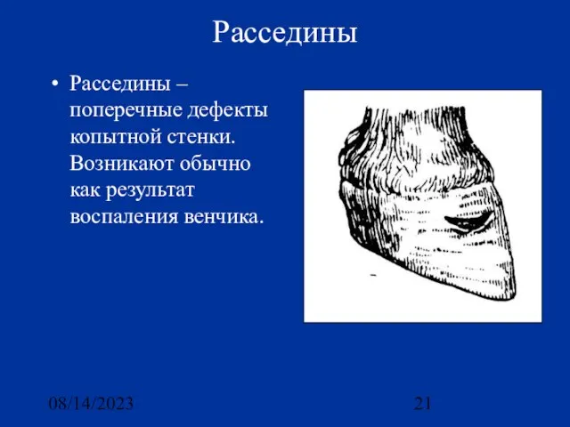 08/14/2023 Расседины Расседины – поперечные дефекты копытной стенки. Возникают обычно как результат воспаления венчика.