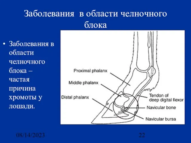 08/14/2023 Заболевания в области челночного блока Заболевания в области челночного блока –