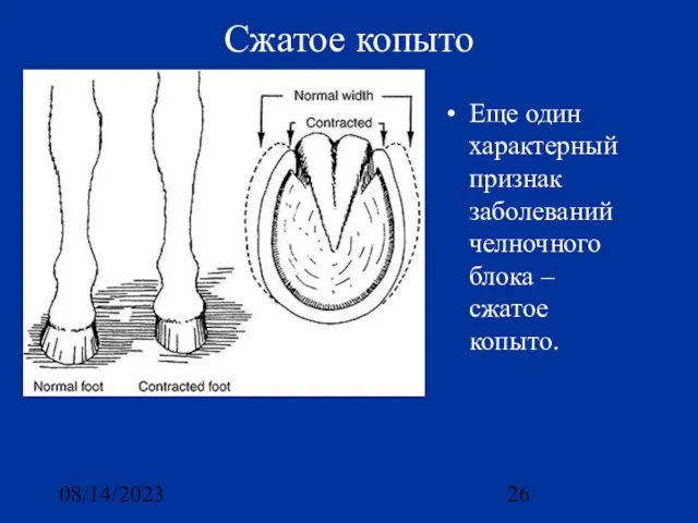 08/14/2023 Сжатое копыто Еще один характерный признак заболеваний челночного блока – сжатое копыто.