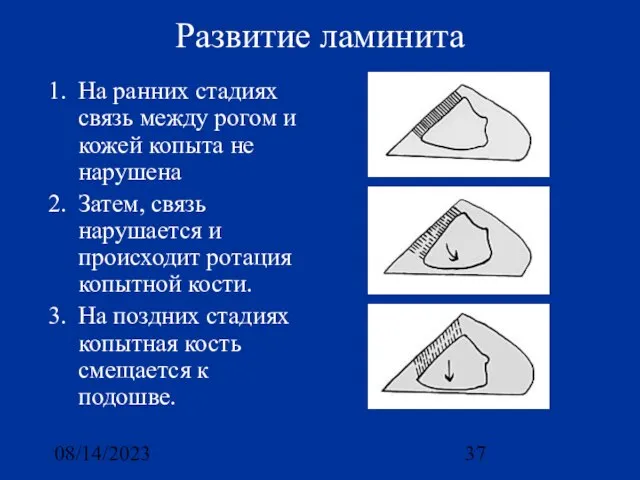 08/14/2023 Развитие ламинита На ранних стадиях связь между рогом и кожей копыта