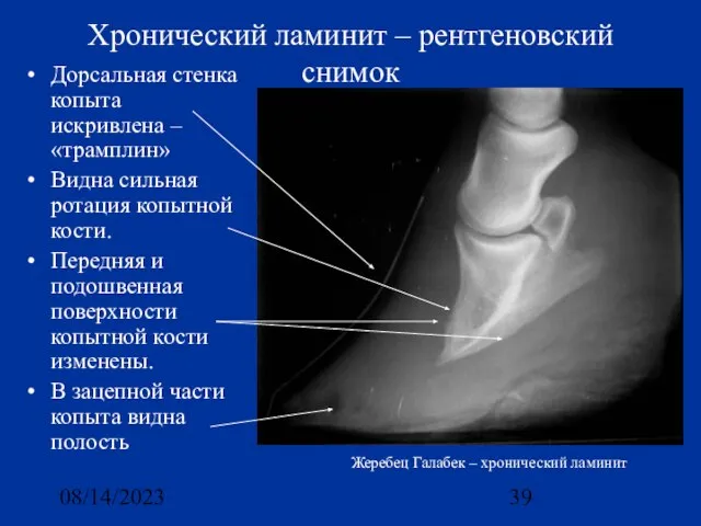 08/14/2023 Хронический ламинит – рентгеновский снимок Дорсальная стенка копыта искривлена – «трамплин»