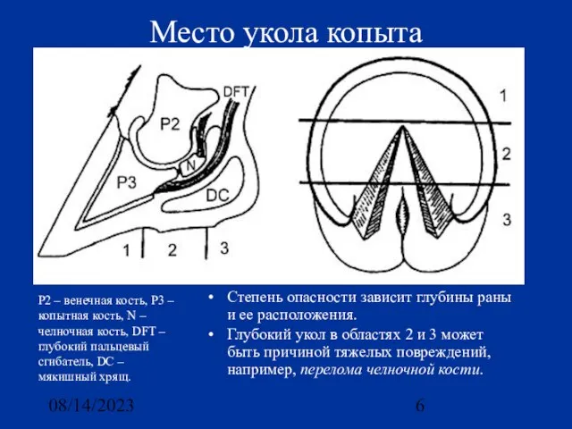 08/14/2023 Место укола копыта Степень опасности зависит глубины раны и ее расположения.