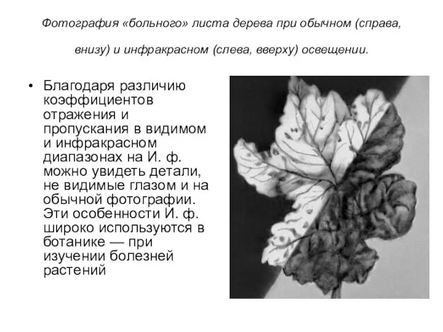 Фотография «больного» листа дерева при обычном (справа, внизу) и инфракрасном (слева, вверху)
