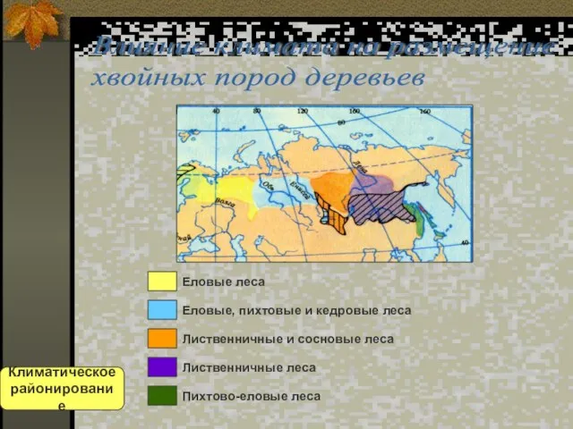 Влияние климата на размещение хвойных пород деревьев Еловые леса Еловые, пихтовые и