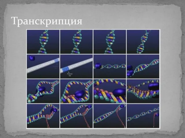 Транскрипция