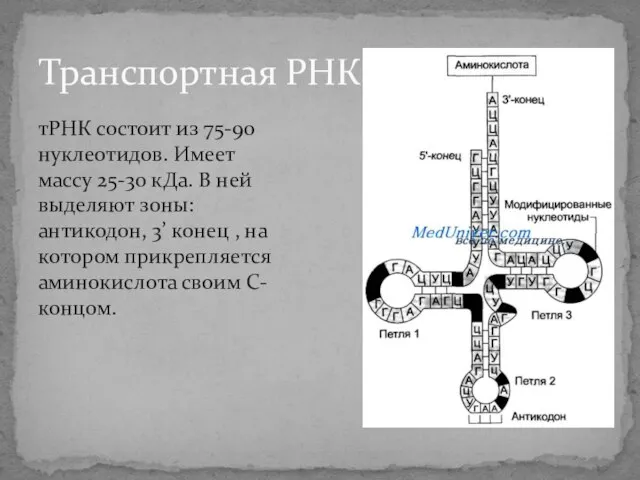 Транспортная РНК тРНК состоит из 75-90 нуклеотидов. Имеет массу 25-30 кДа. В