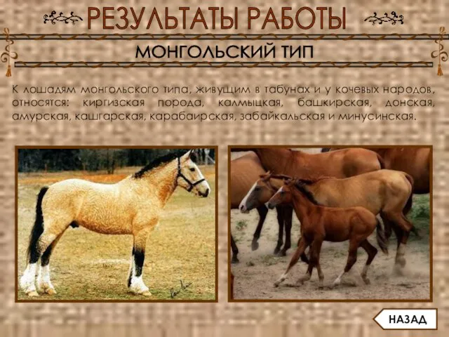 РЕЗУЛЬТАТЫ РАБОТЫ МОНГОЛЬСКИЙ ТИП К лошадям монгольского типа, живущим в табунах и