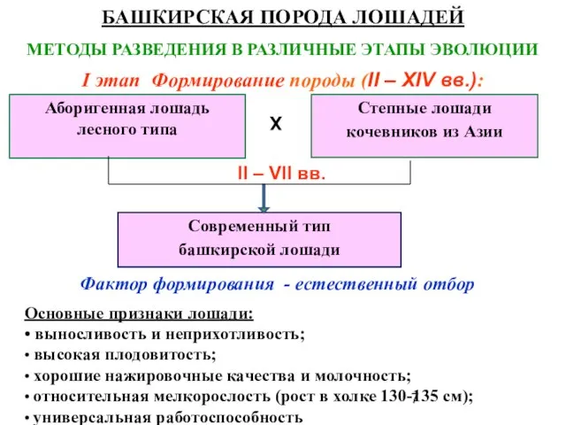 БАШКИРСКАЯ ПОРОДА ЛОШАДЕЙ МЕТОДЫ РАЗВЕДЕНИЯ В РАЗЛИЧНЫЕ ЭТАПЫ ЭВОЛЮЦИИ I этап Формирование