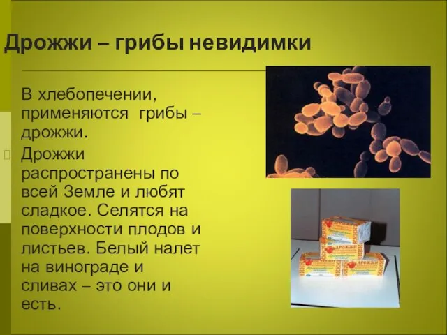 Дрожжи – грибы невидимки В хлебопечении, применяются грибы – дрожжи. Дрожжи распространены