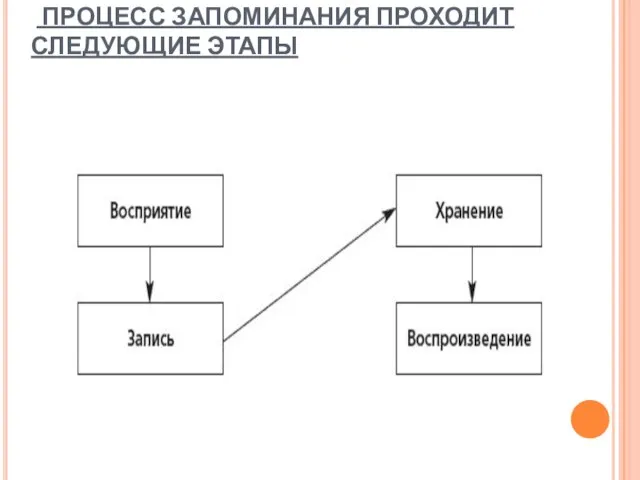 . ПРОЦЕСС ЗАПОМИНАНИЯ ПРОХОДИТ СЛЕДУЮЩИЕ ЭТАПЫ