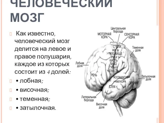 ЧЕЛОВЕЧЕСКИЙ МОЗГ Как известно, человеческий мозг делится на левое и правое полушария,