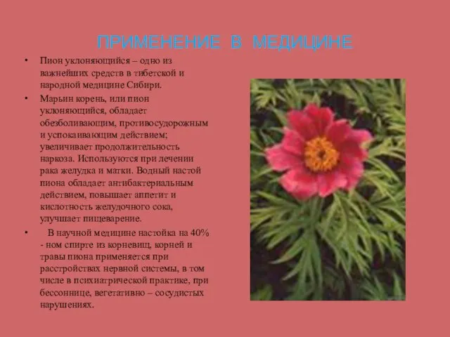 ПРИМЕНЕНИЕ В МЕДИЦИНЕ Пион уклоняющийся – одно из важнейших средств в тибетской