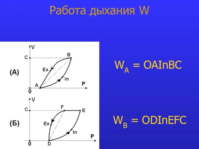 Работа дыхания W WA = OAInBC WB = ODInEFC