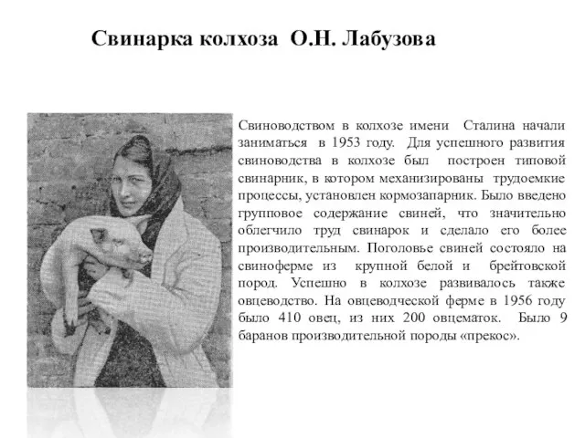 Свиноводством в колхозе имени Сталина начали заниматься в 1953 году. Для успешного