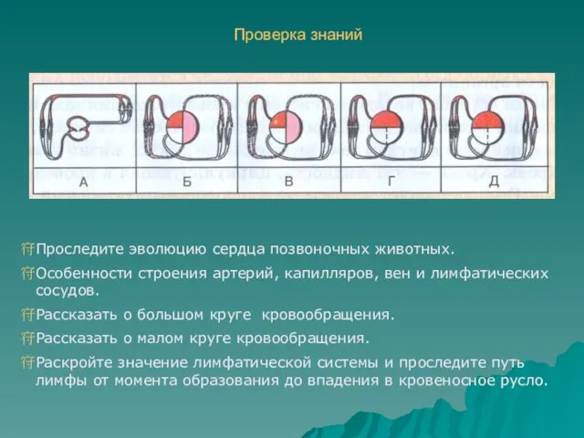 Проверка знаний Проследите эволюцию сердца позвоночных животных. Особенности строения артерий, капилляров, вен