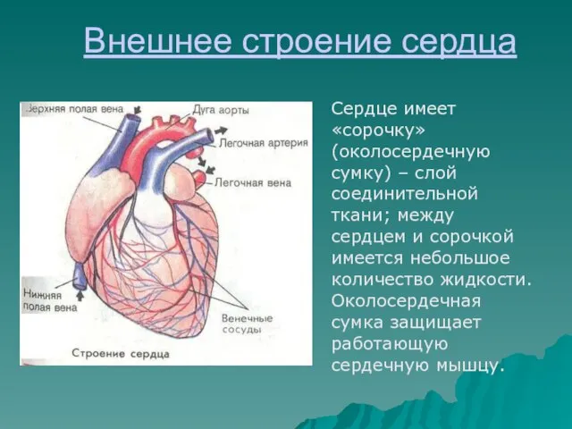 Внешнее строение сердца Сердце имеет «сорочку» (околосердечную сумку) – слой соединительной ткани;